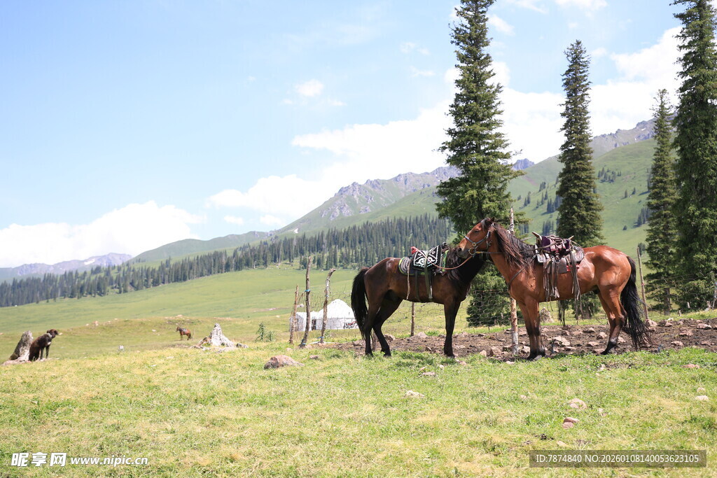 草原骏马风景图