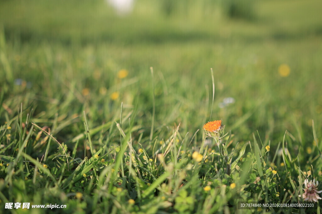翠绿草地中的橙色小花