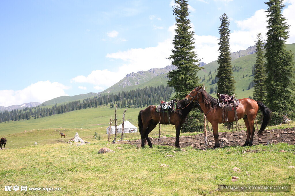 草原上的两匹马