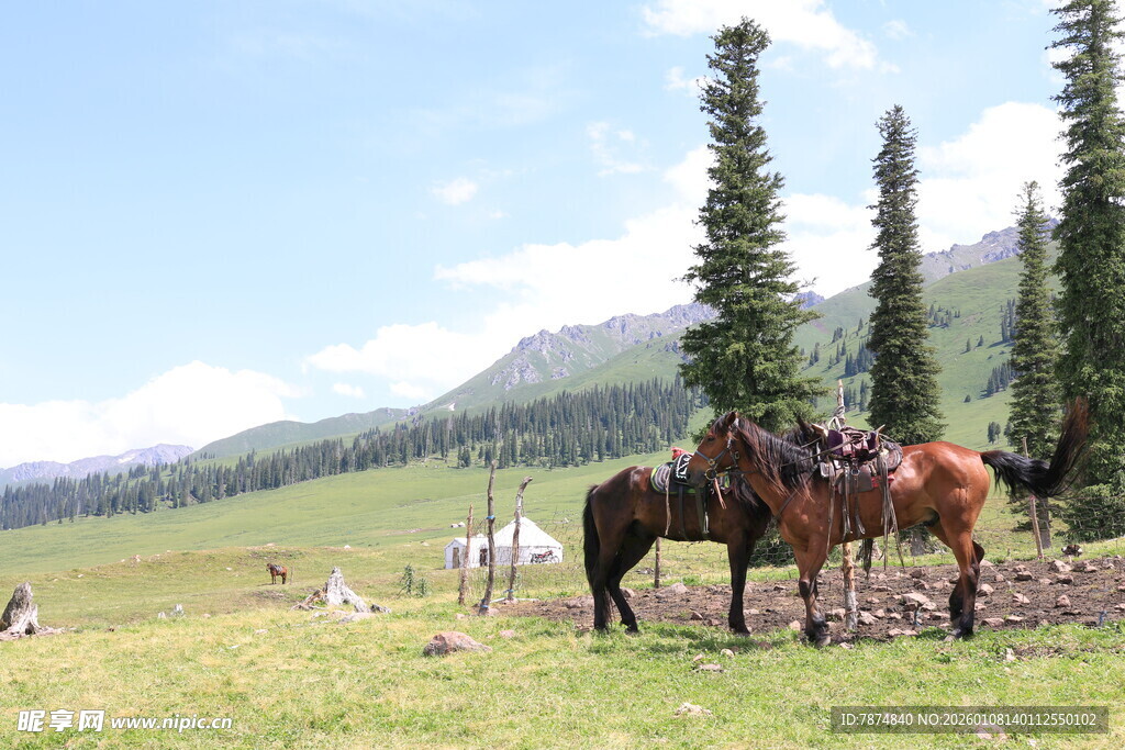 草原上的马匹与美丽风光