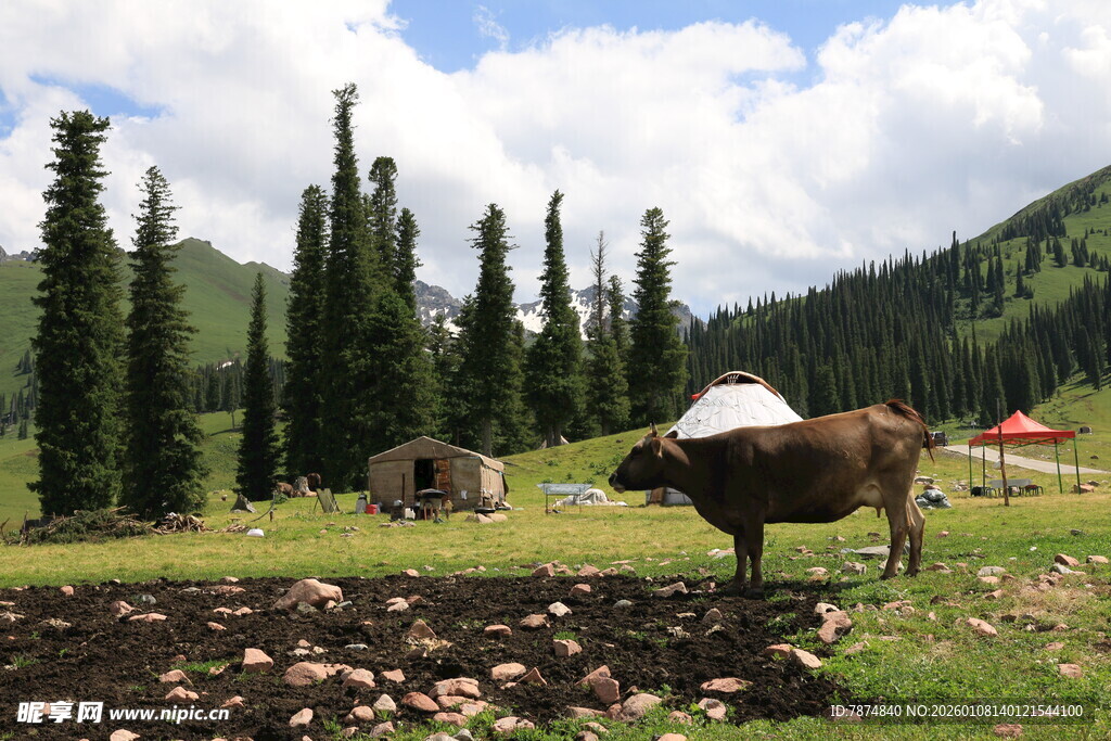 草原牧牛与山林美景
