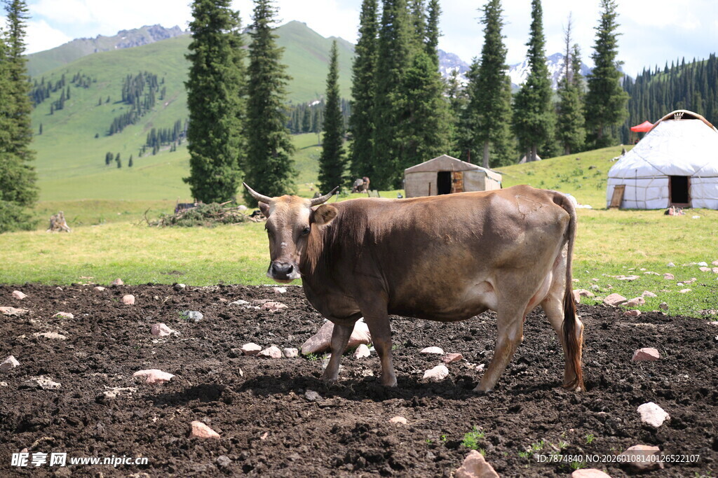 草原上的牛与蒙古包