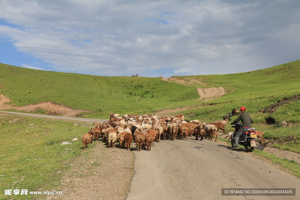 牧人赶羊群穿行于乡野路