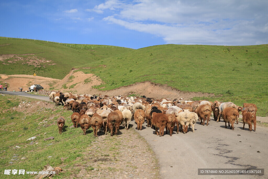 草原牧道上的羊群