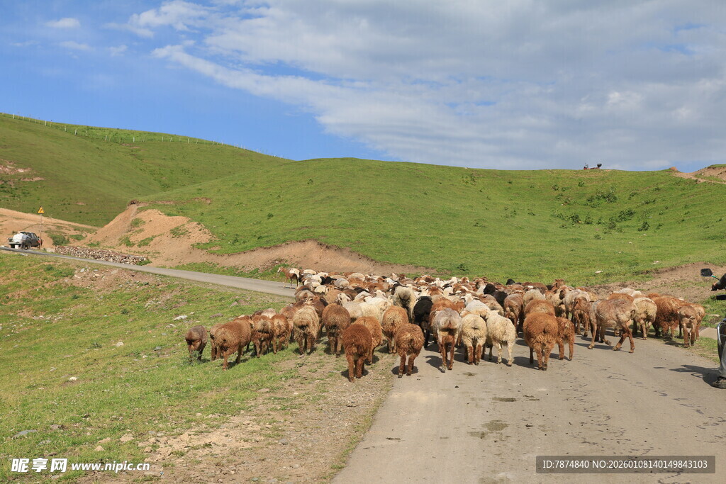 草原牧道上的羊群