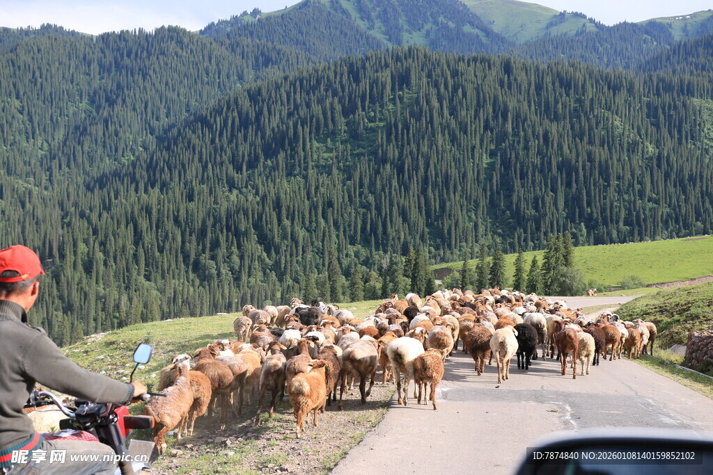 公路上的牧民与成群牛羊