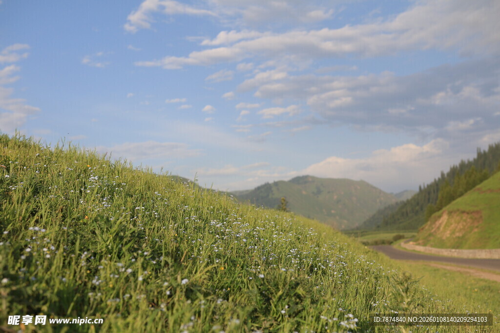 山间公路旁的葱郁草地