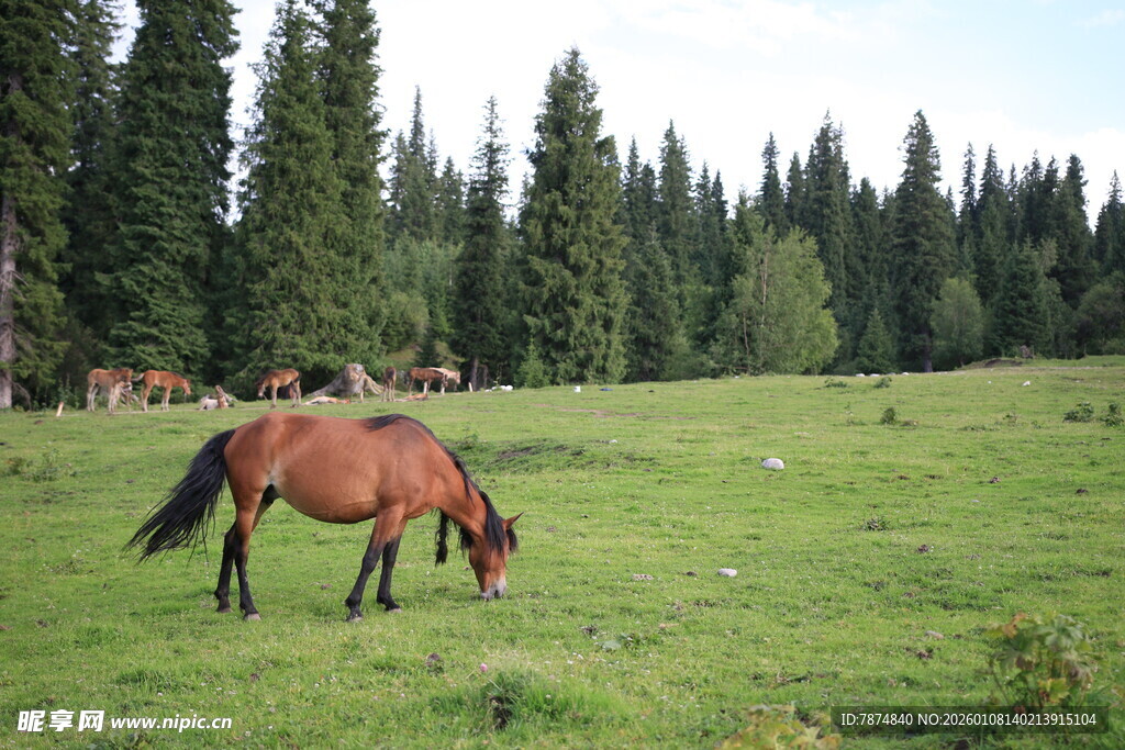 草原上的骏马悠然吃草