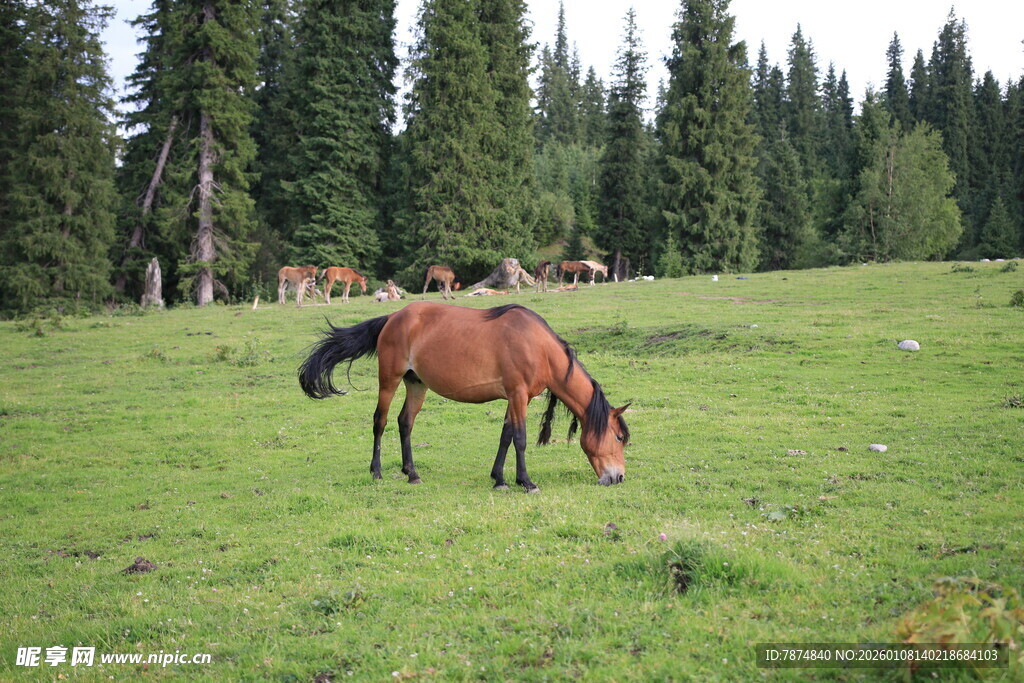 草原上的两匹马