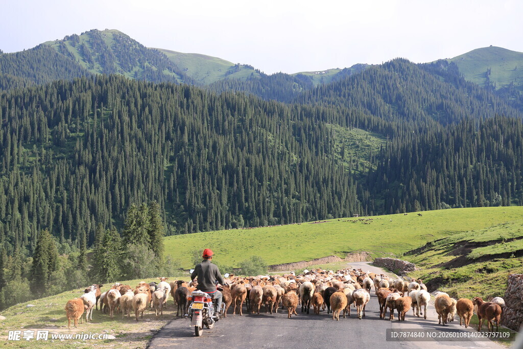 草原牧群与远山美景