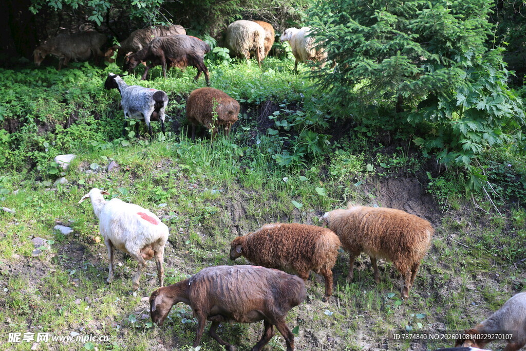山坡上的牛羊群