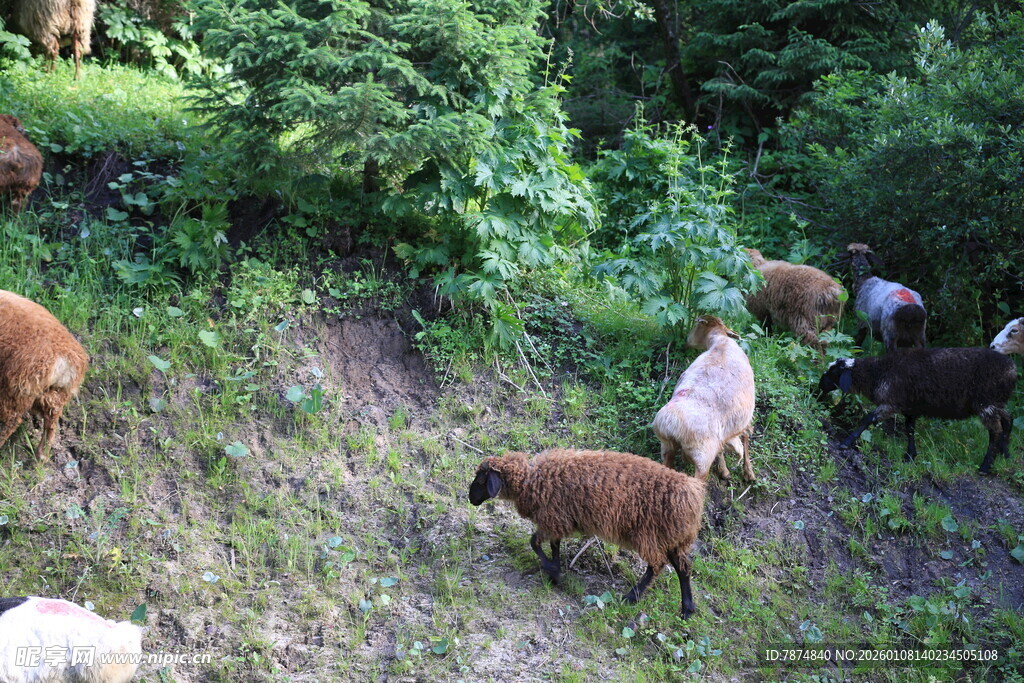 山坡上的一群羊