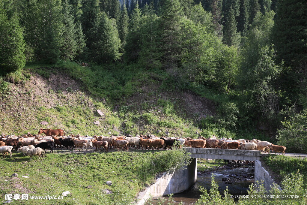 山间牛群过桥景象