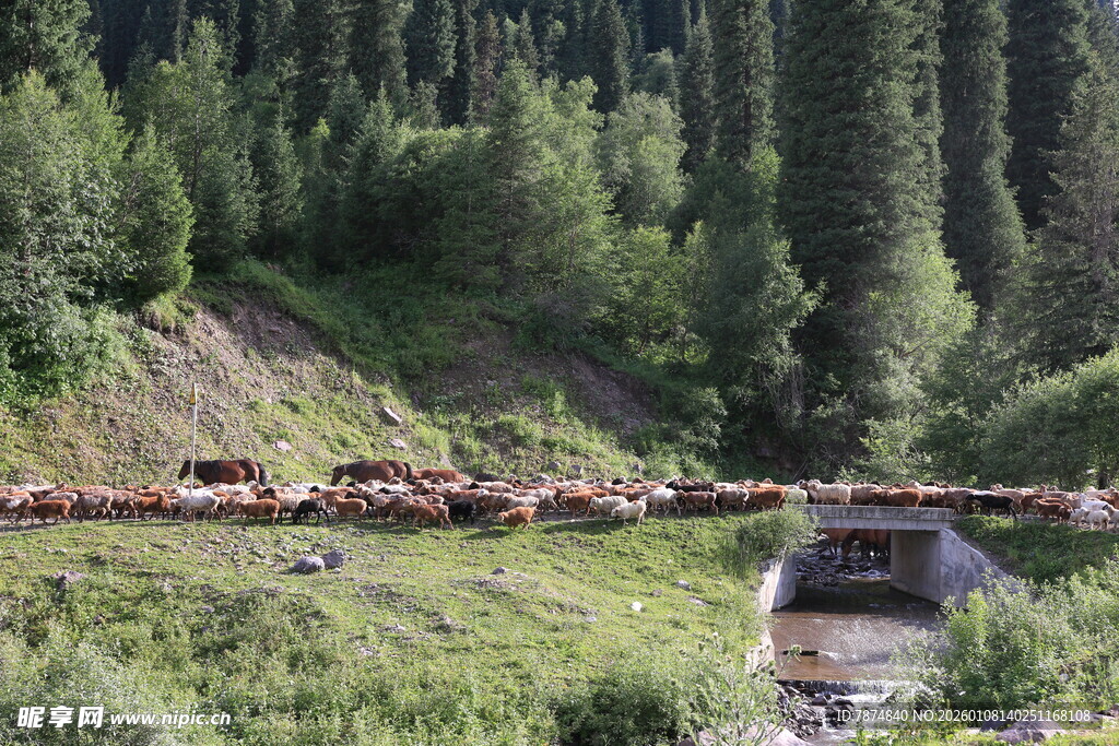 草原上的马群与周边景色