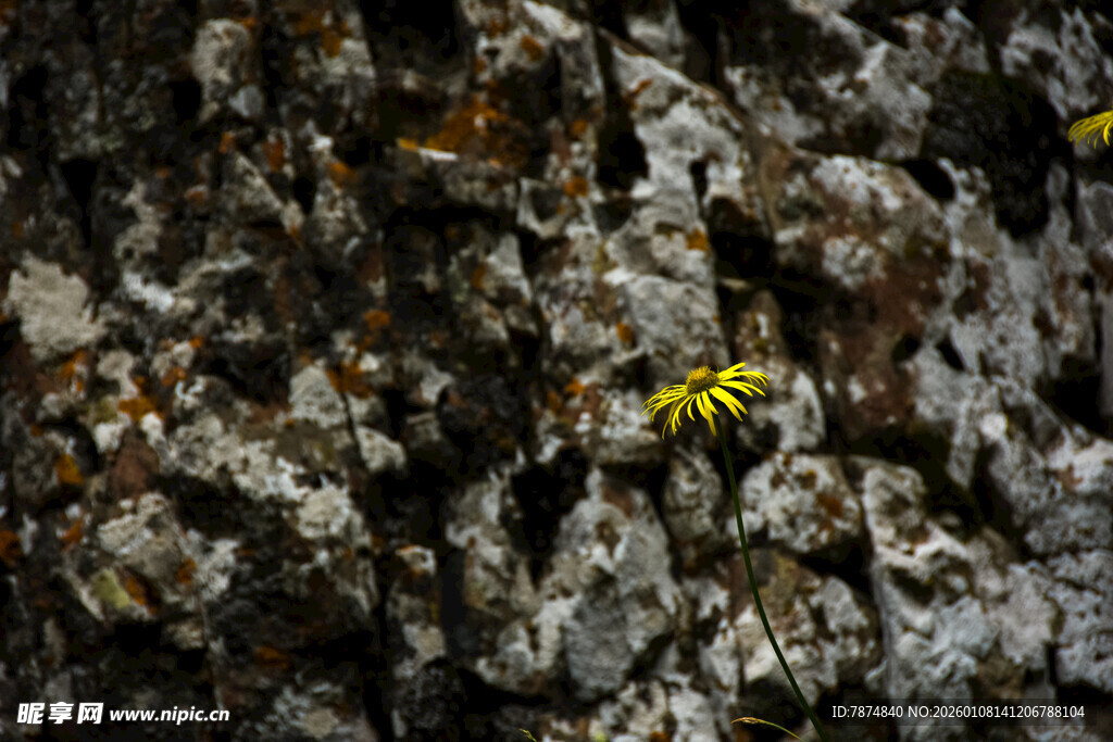 树干上的黄色花朵与昆虫