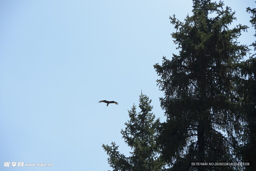 飞鸟掠过挺拔松树
