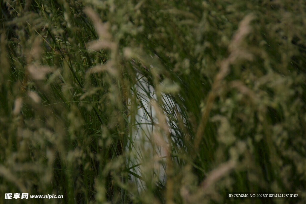 草丛中的隐秘景象