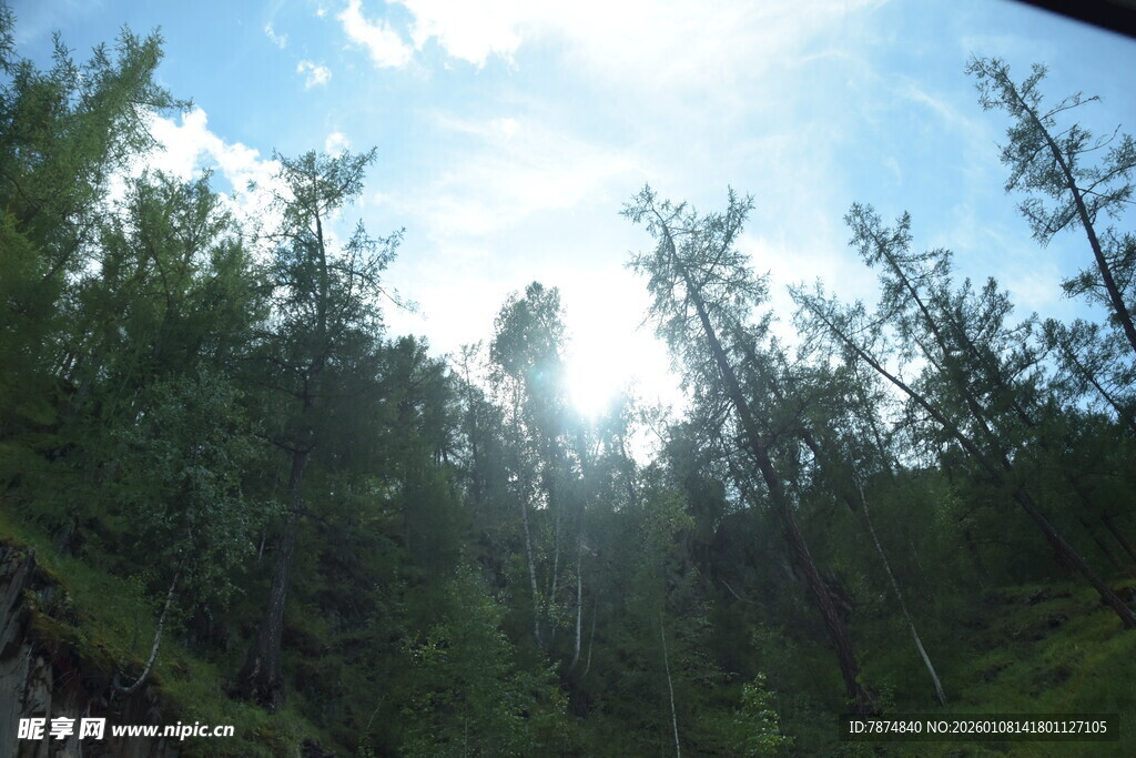 阳光洒落茂密森林景象