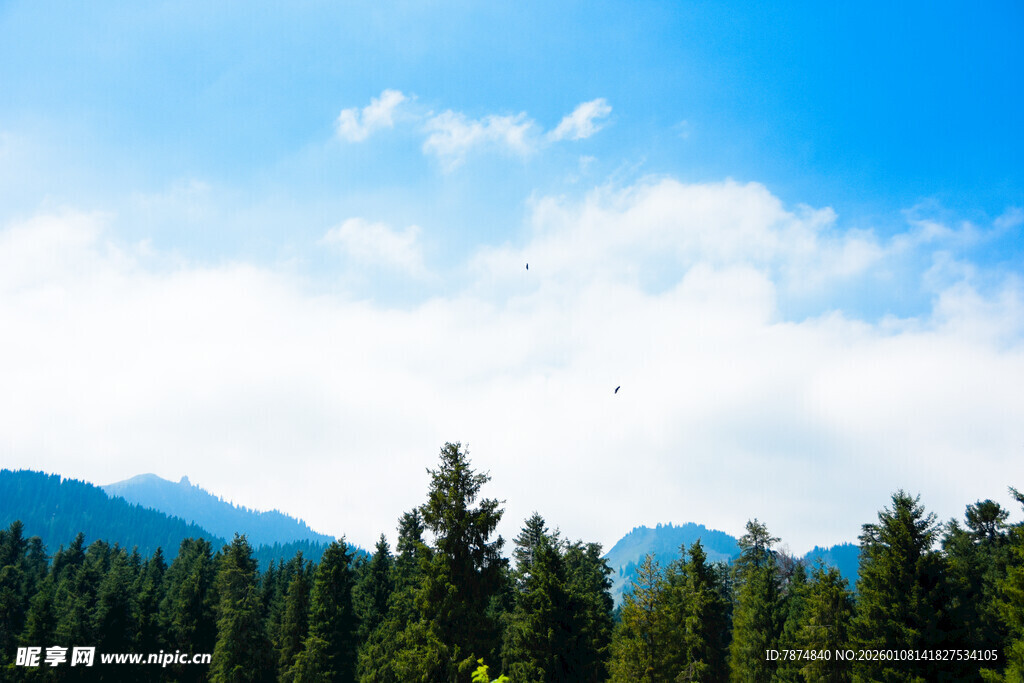 蓝天森林间的自然美景