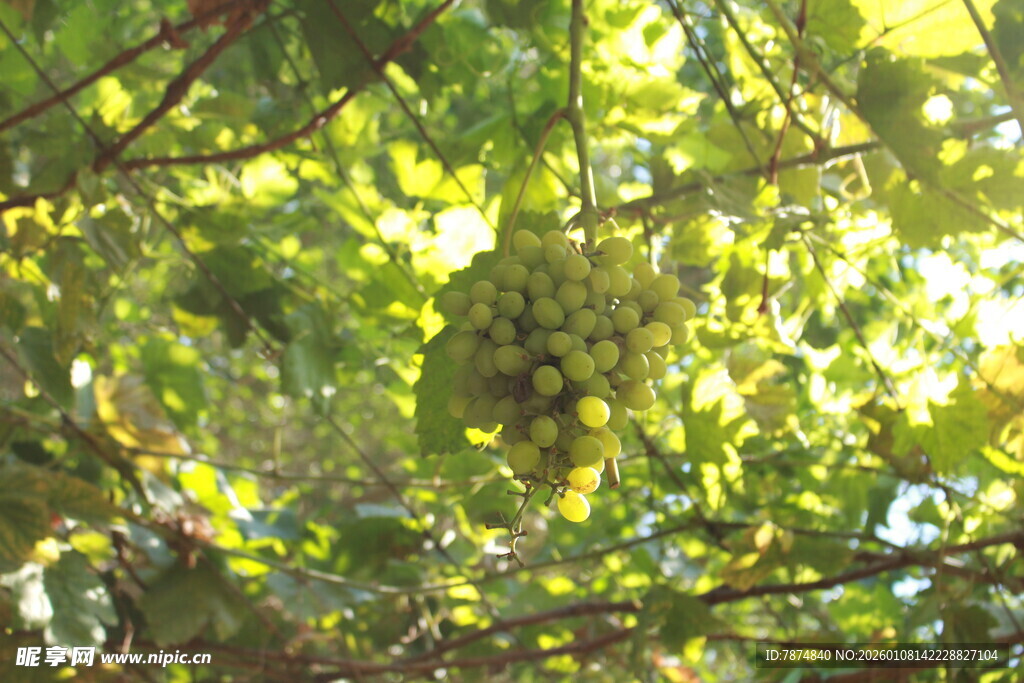 阳光下的葡萄藤与果实