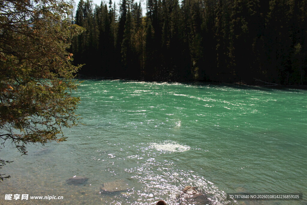 碧绿河水旁的茂密树林