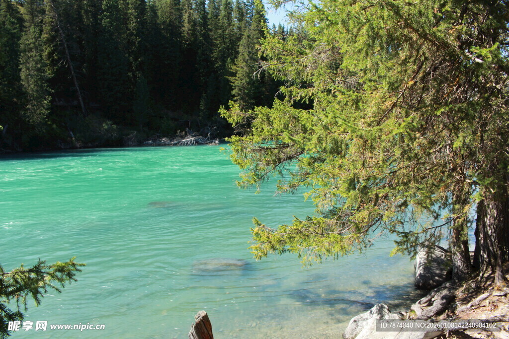碧绿河畔的静谧自然风光