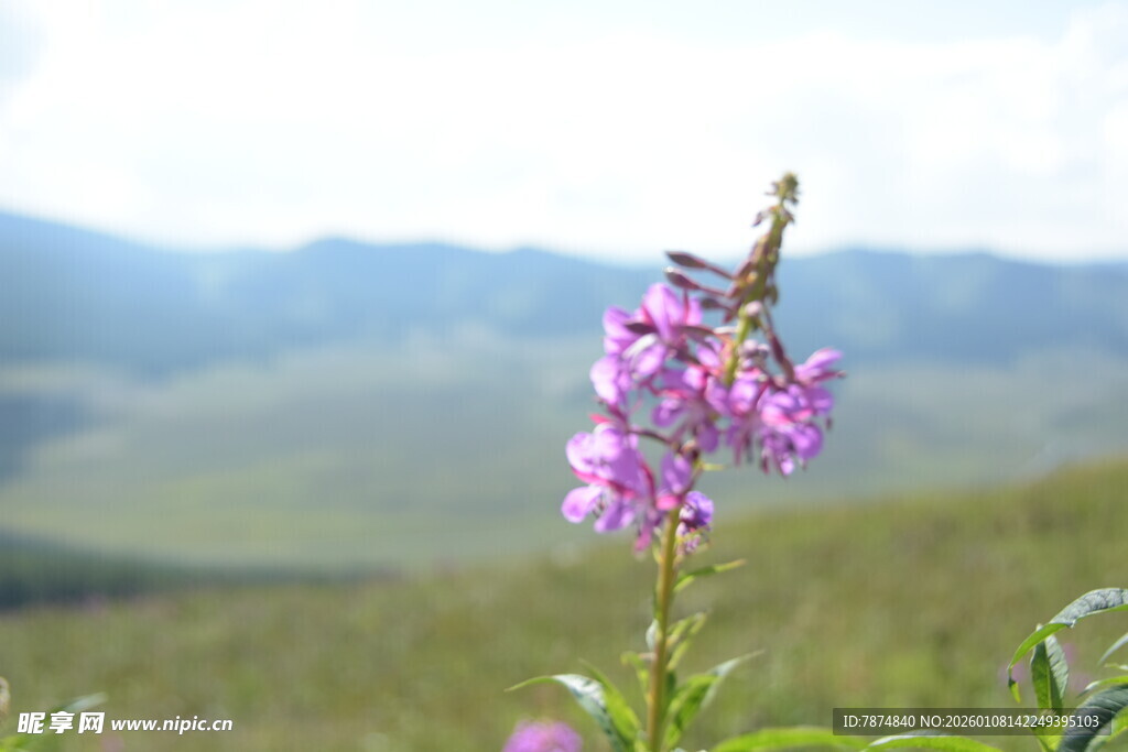 原野中的娇艳紫色小花