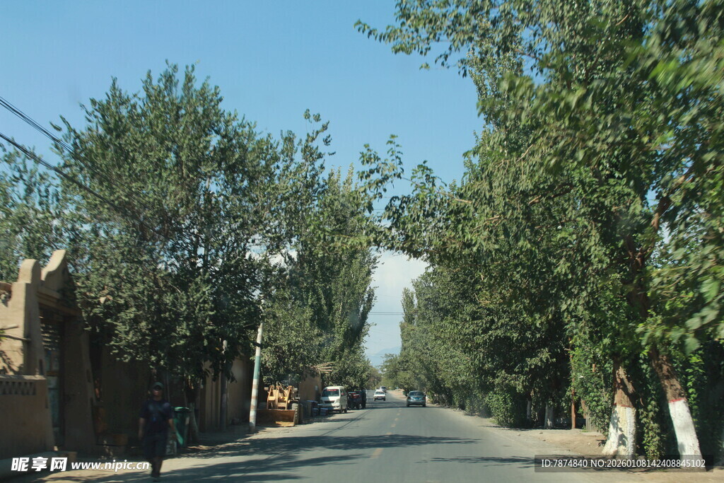 乡村林荫路风景