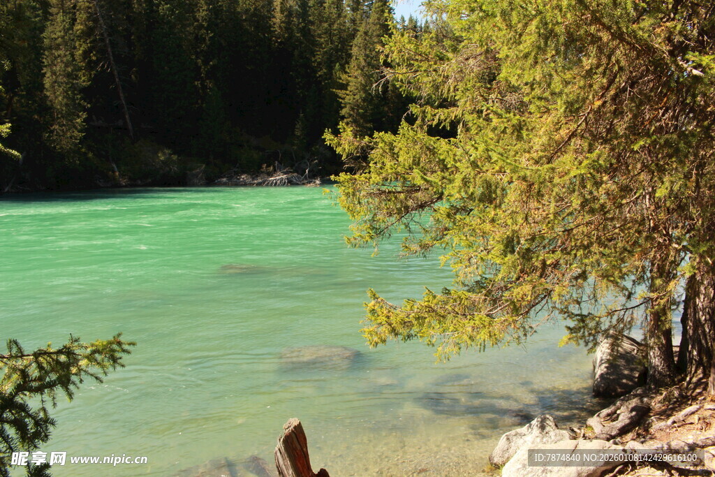 碧绿河畔的自然景致