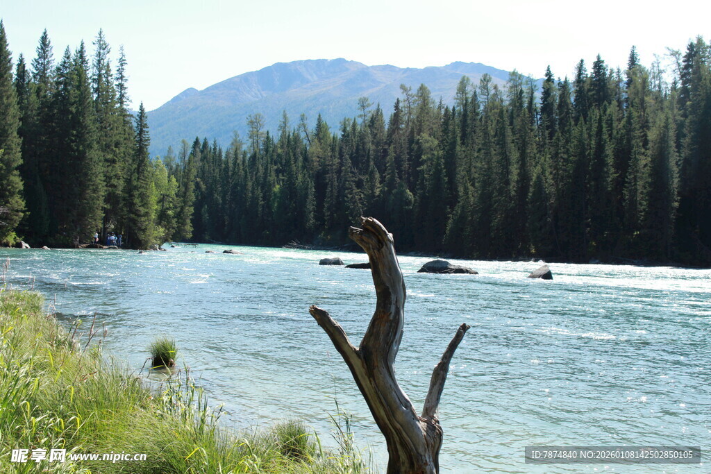 河畔枯木与葱郁山林景观