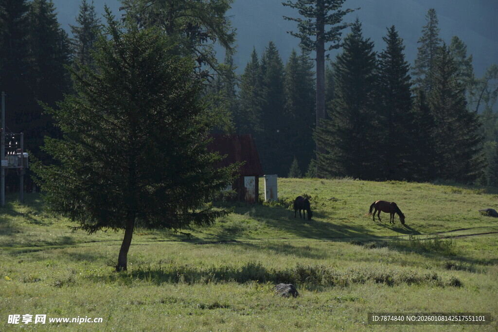 山间草地的悠闲牧场景象