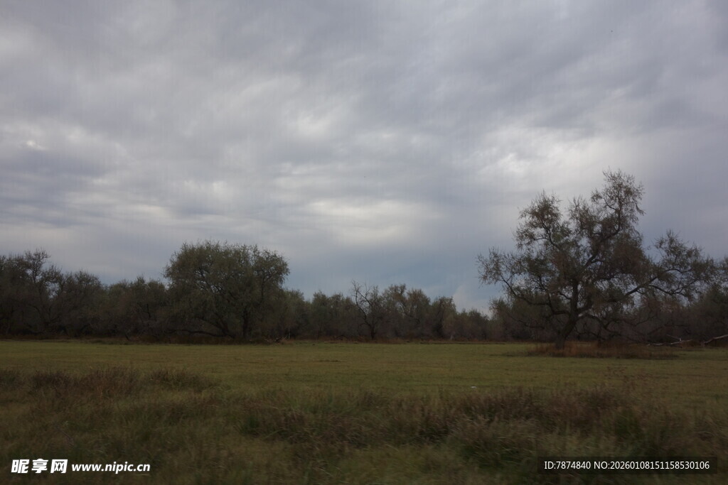 阴天旷野中的树木景色