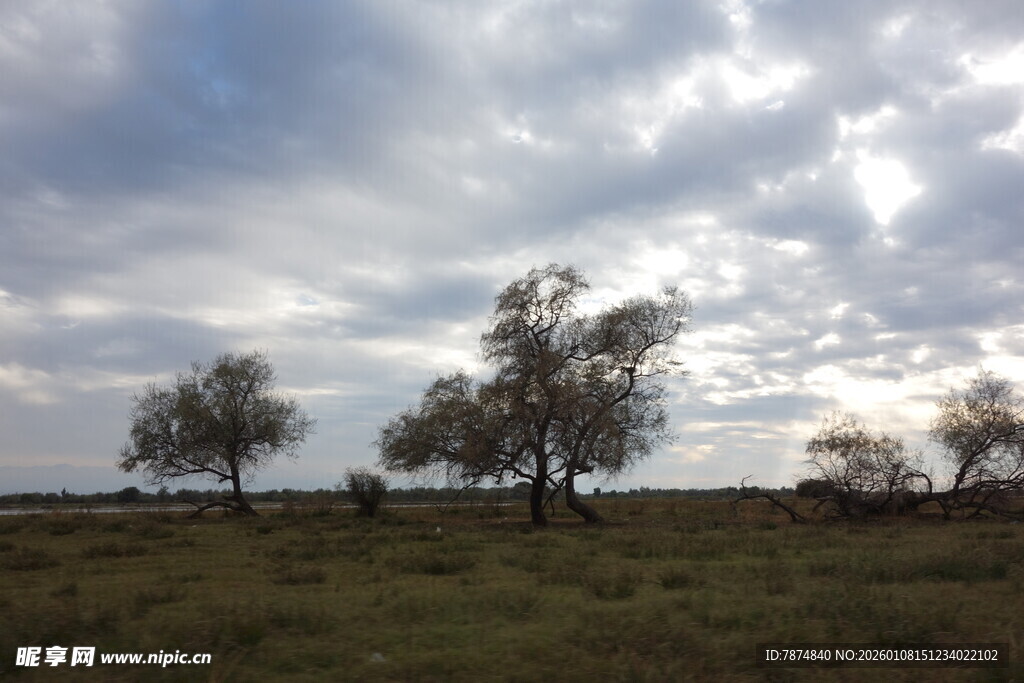 草原树木与多云天空