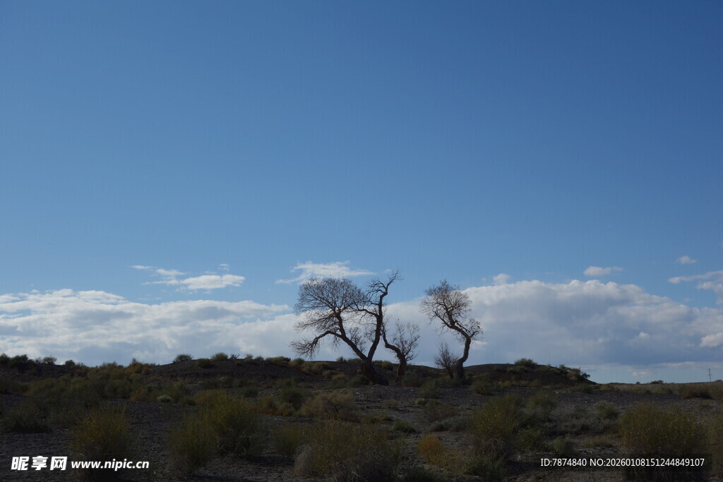 荒野孤树 天际辽阔之景