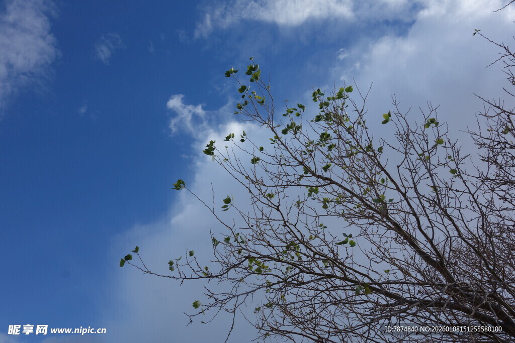 蓝天映衬下的树枝嫩叶