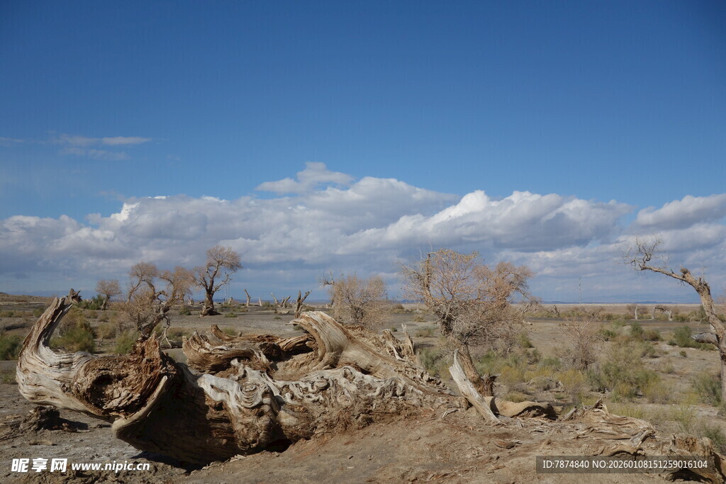 荒凉旷野中的枯木景象