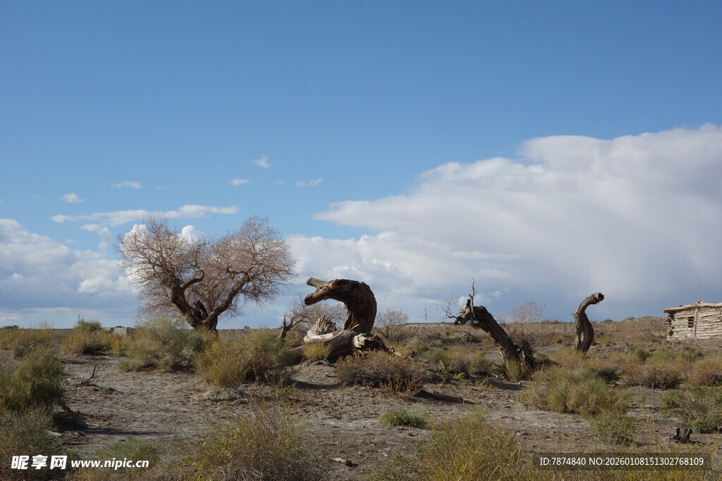 沙漠中舞者的灵动瞬间