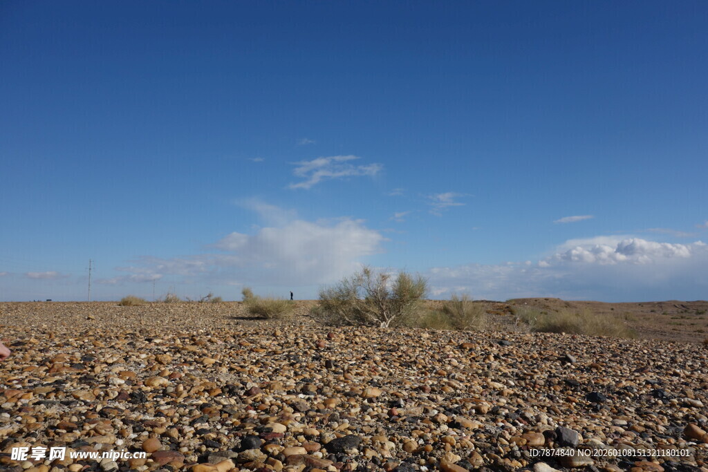 广袤荒漠中的稀疏植被