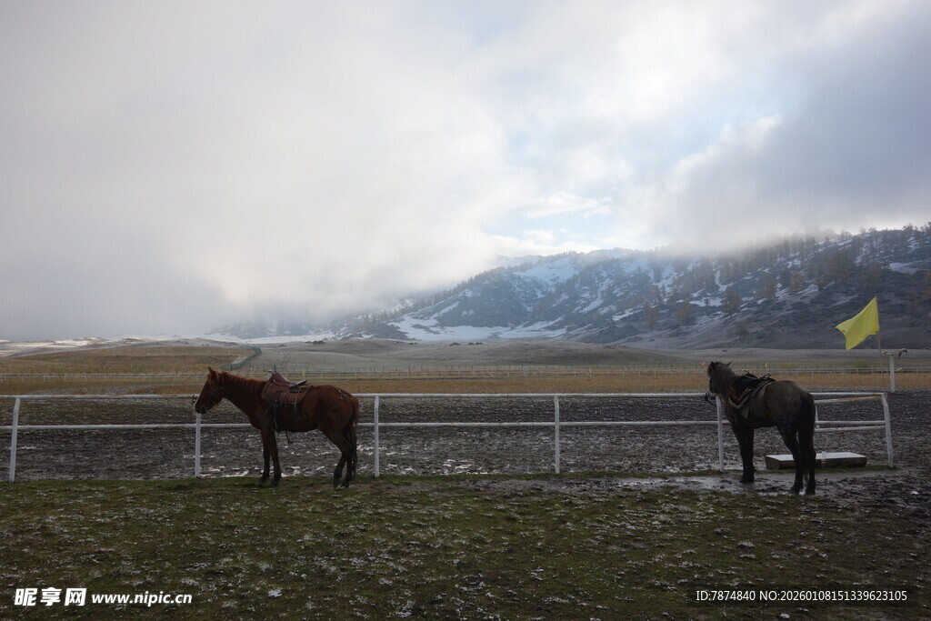 草原围栏旁的两匹马