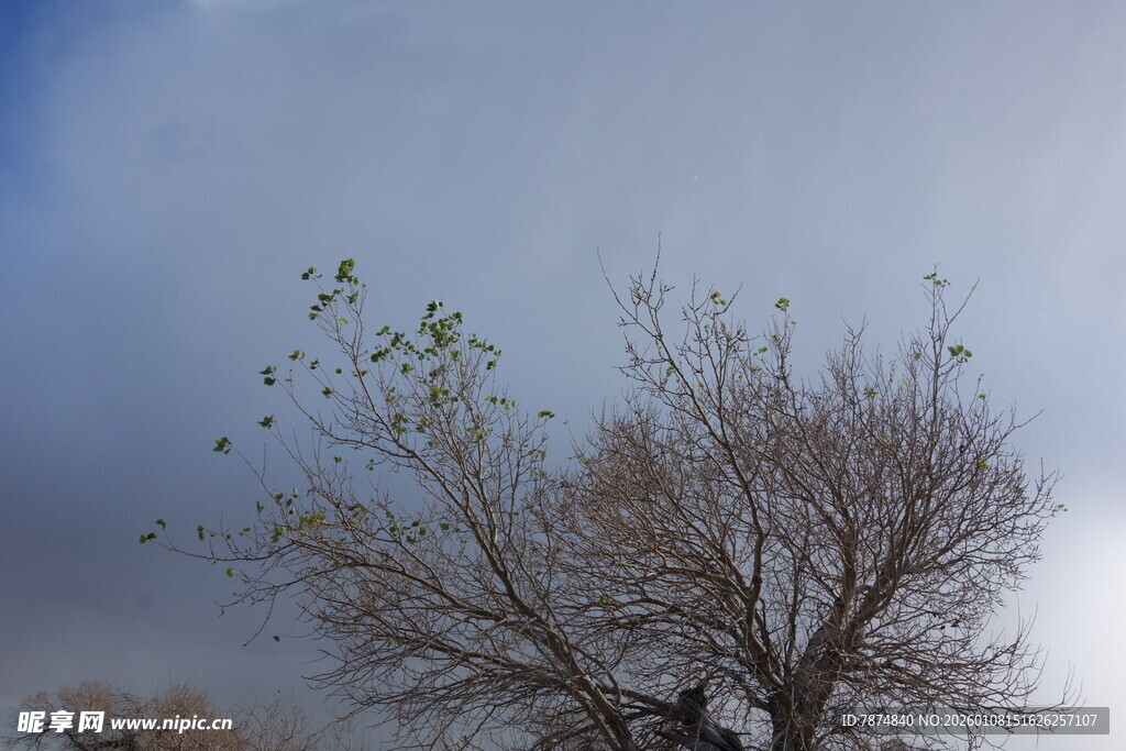 雪覆树木展现独特景致