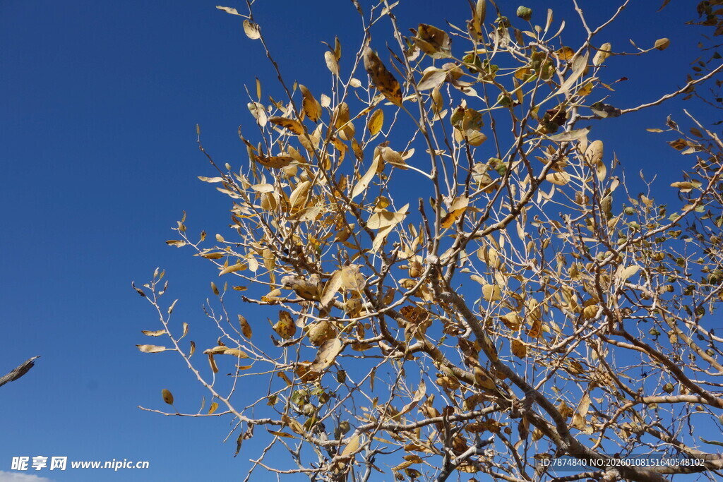 蓝天映衬下的金黄树叶