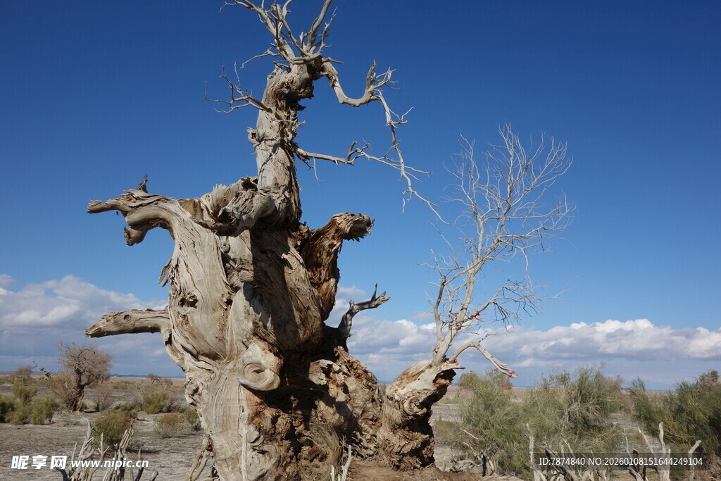 枯树立于旷野蓝天之下
