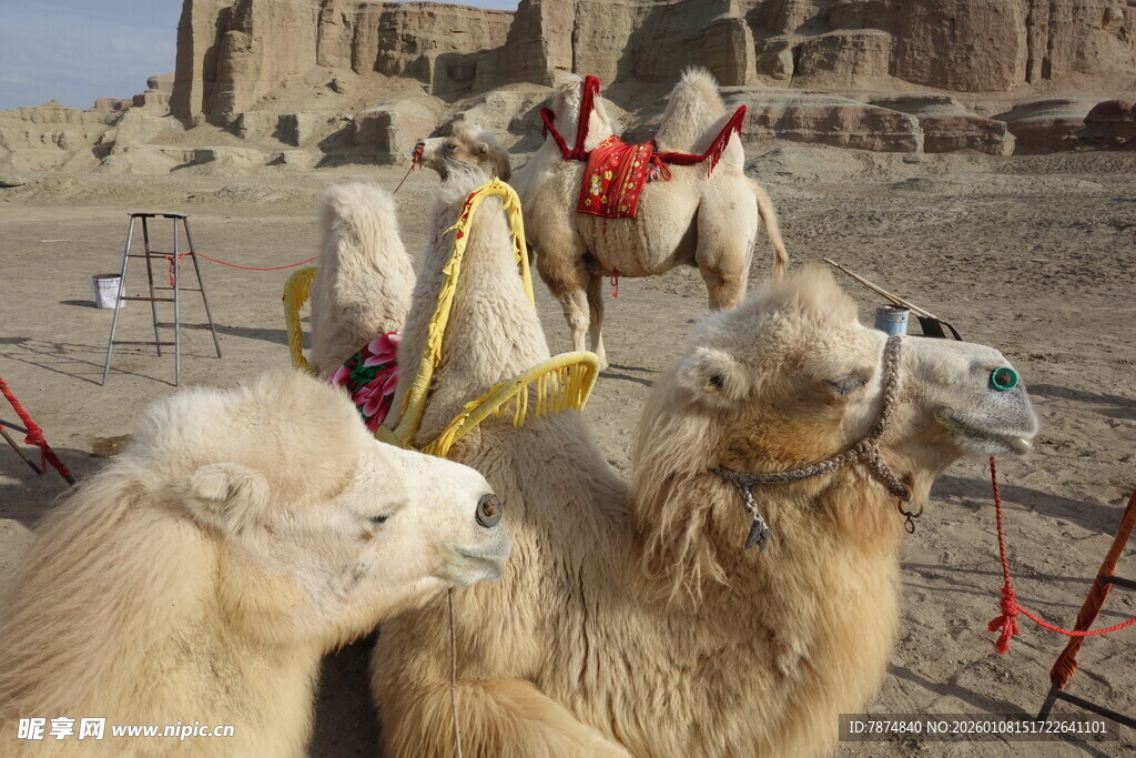 沙漠中的骆驼与传统服饰