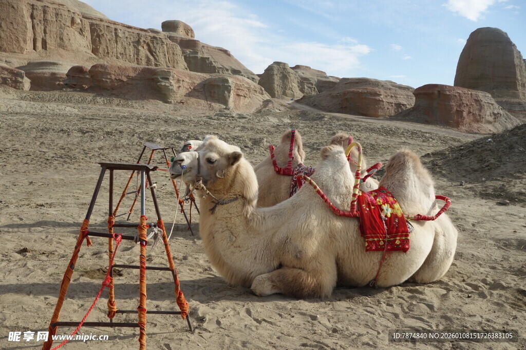 沙漠中休憩的装饰骆驼