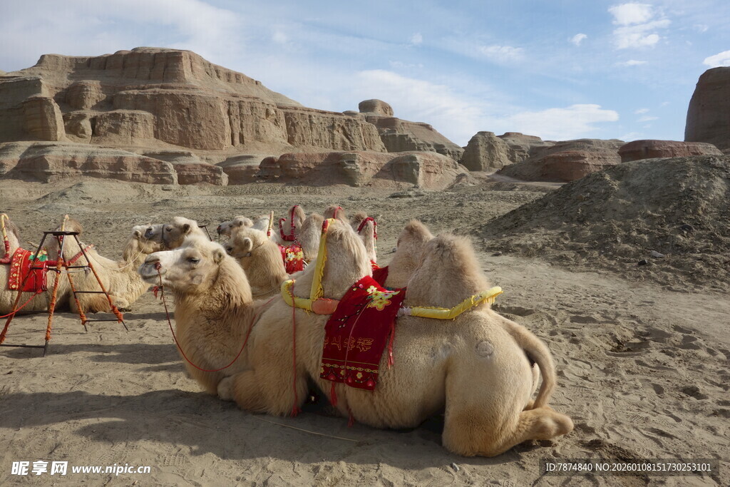 沙漠中的骆驼队