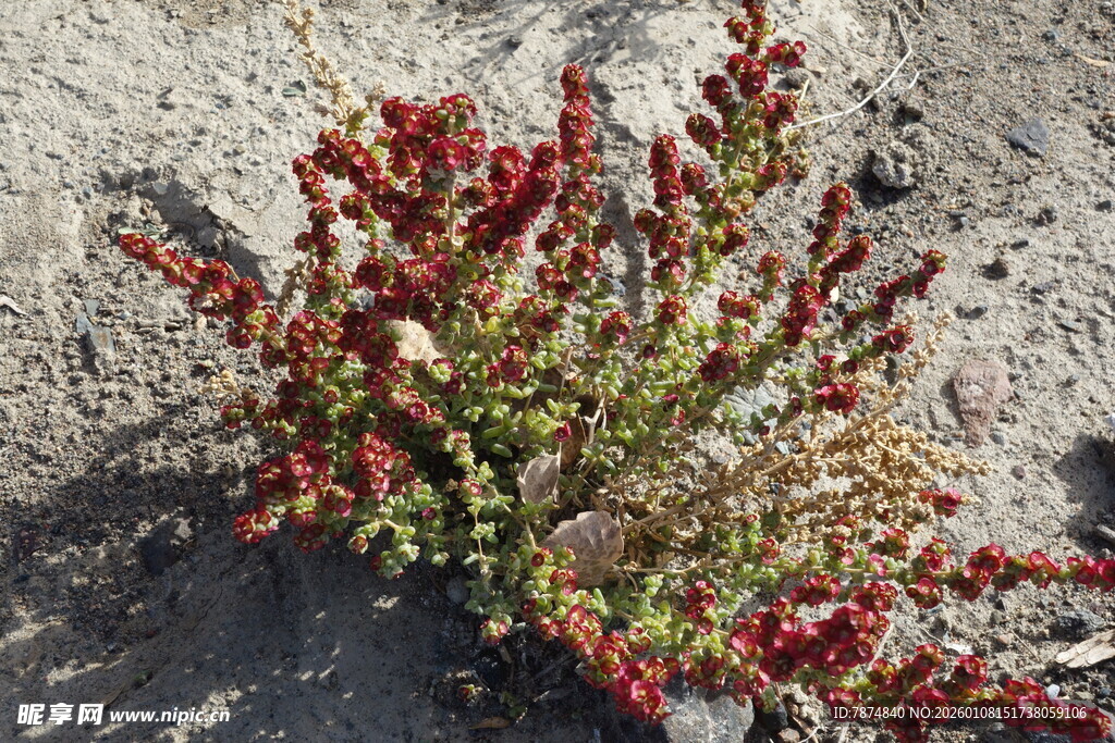 岩石旁多彩肉质植物