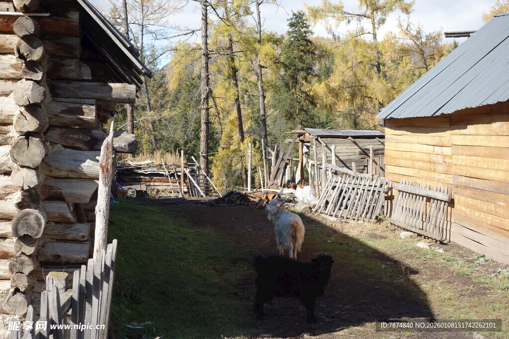 乡村木屋旁的悠闲动物场景