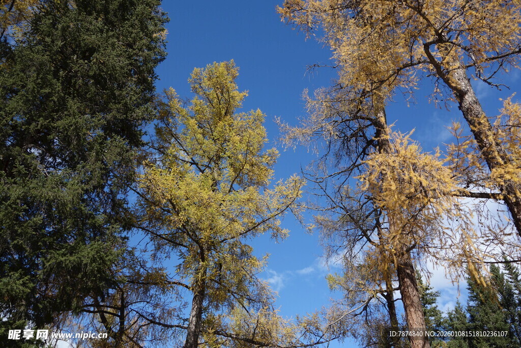 秋日林间蓝天树木景致