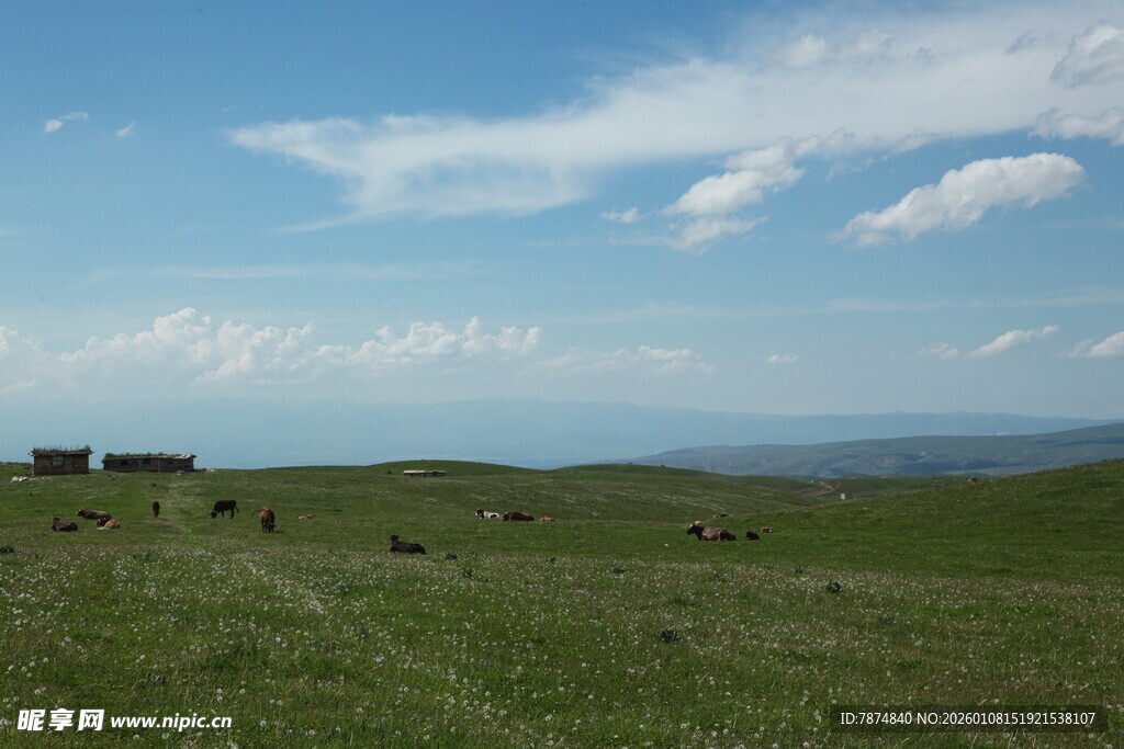 草原风光 蓝天白云下的草地