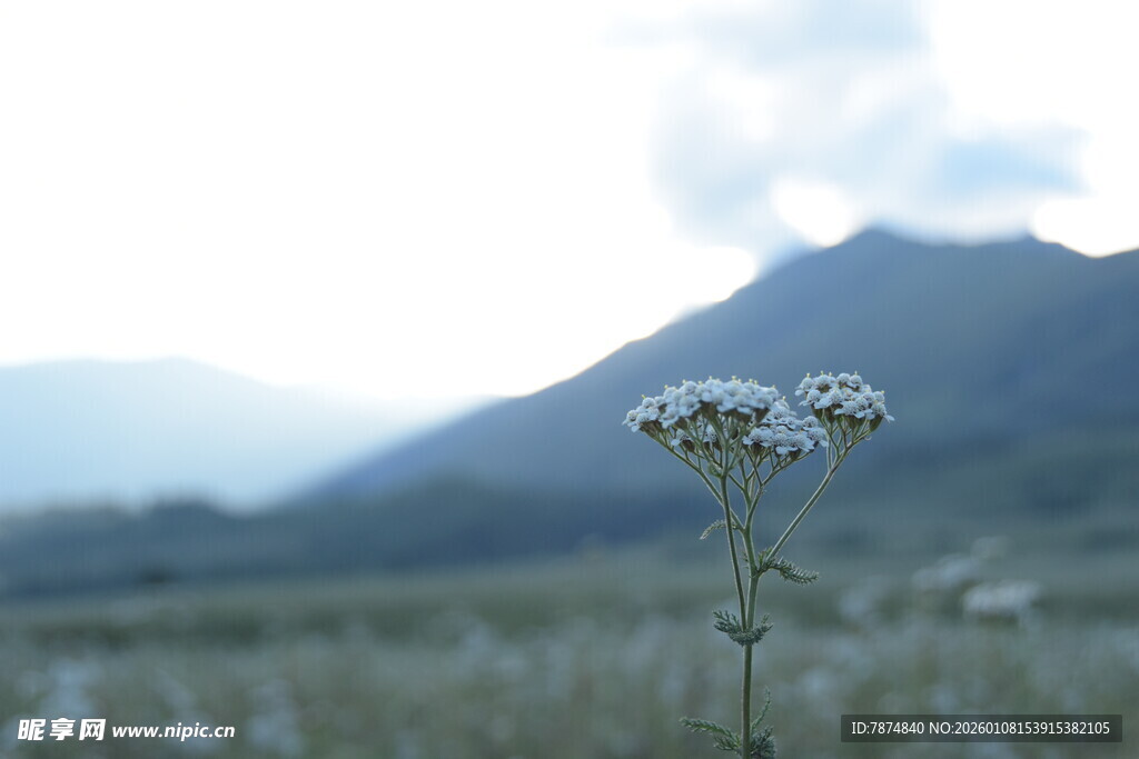 山间小花绽放于绿野